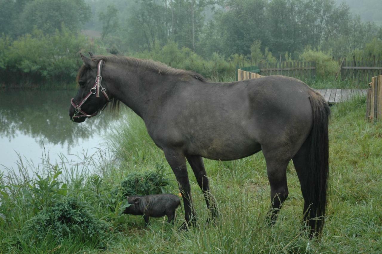 Wodne Ogrody Villa Dobczyce Buitenkant foto